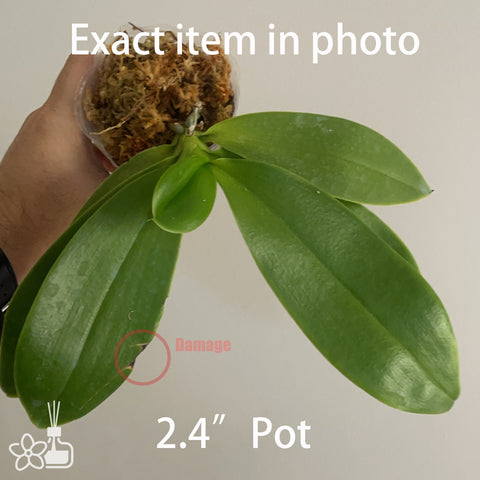 Phal Joy Red Coral 紅珊瑚