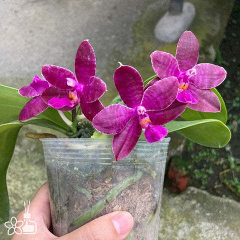 Phal Joy Red Coral 紅珊瑚