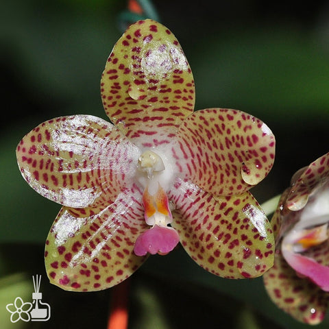 Phal Chiristina Weltz 華爾茲