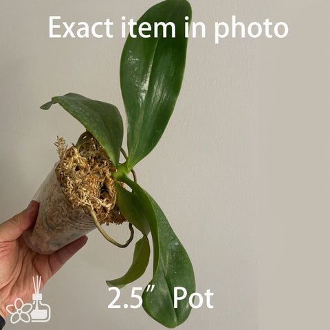 Phal.amboinensis 'Yellow River' 安汶蝴蝶"黃河"