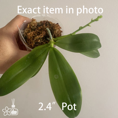 Phal. tetraspis 'Blue' 盾花藍爪