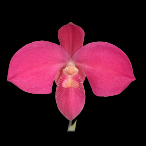 帕夫。 leucochilum × sib 尼克兄弟交