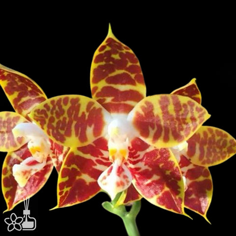 Phal.amboinensis 'Yellow River' 安汶蝴蝶"黃河"