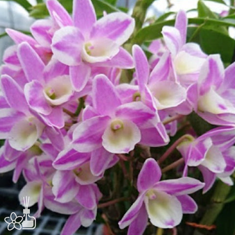 法爾。 speciosa "Mauve" 罩花蝴蝶“芋頭色”