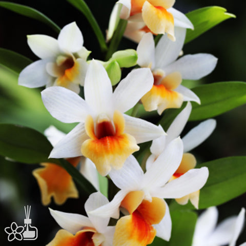 法爾。 speciosa "Mauve" 罩花蝴蝶“芋頭色”