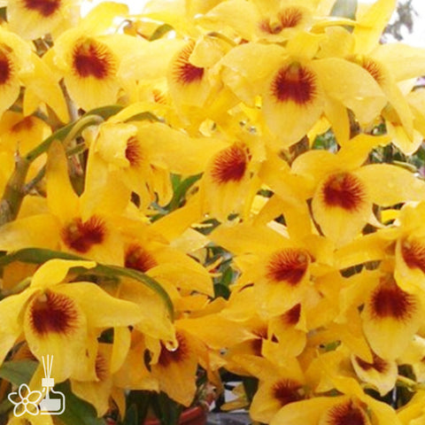 法爾。 speciosa "Mauve" 罩花蝴蝶“芋頭色”