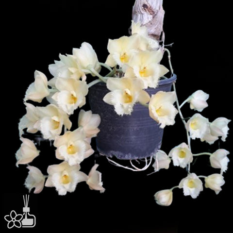 Cl. Rebecca Northern x Cl. Grace Dunn 'Chadd Ford' AM/AOS 貝卡x格蕾絲