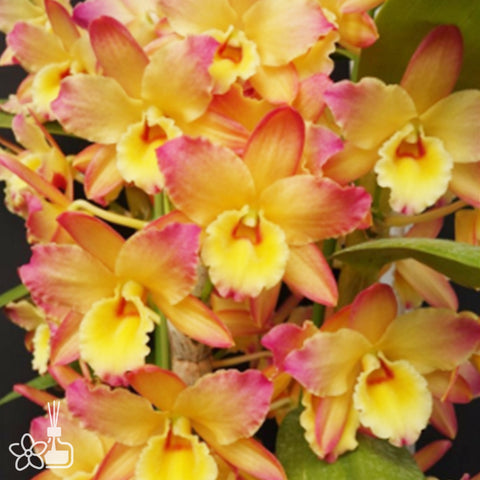D.Oriental Smile "Fantasy" 金夢幻