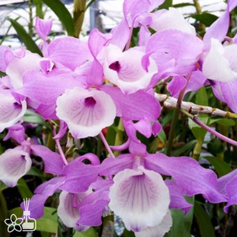 法爾。 speciosa "Mauve" 罩花蝴蝶“芋頭色”