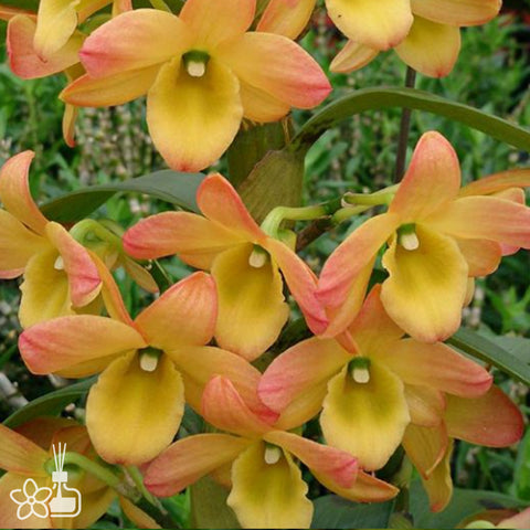 法爾。 speciosa "Mauve" 罩花蝴蝶“芋頭色”