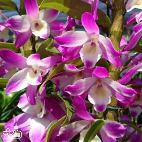 法爾。 speciosa "Mauve" 罩花蝴蝶“芋頭色”