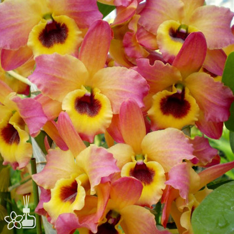 法爾。 speciosa "Mauve" 罩花蝴蝶“芋頭色”