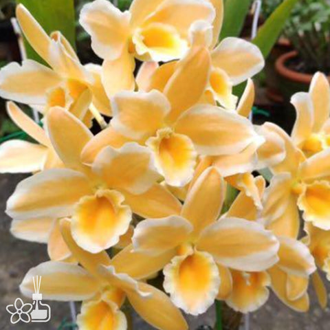 法爾。 speciosa "Mauve" 罩花蝴蝶“芋頭色”