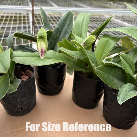 Paph. Green Meatloaf 綠肉餅