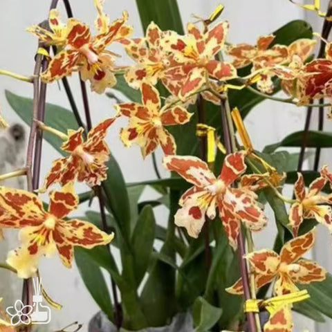 Oncidium Tiger Crow ’Mango‘ 芒果