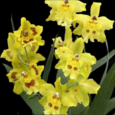 Odontonia Yellow Parade ‘Alpine’ 金老虎