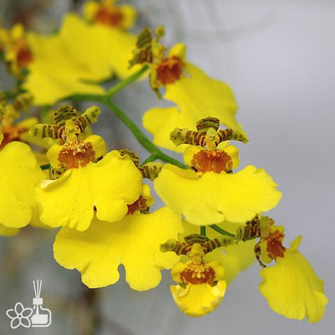 ONCIDIUM 'SWEET SUGAR' 蜜糖