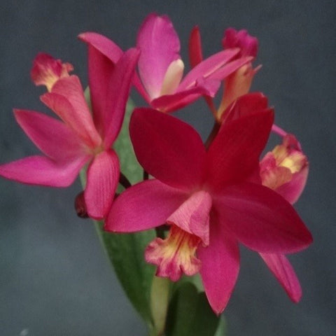 C.(milleri x Aloha Case)'Mars' 火星