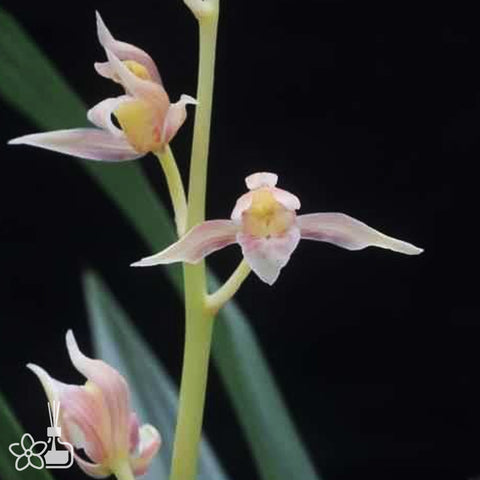 Cymbidium sinense “Yu-Fei” 墨蘭玉妃