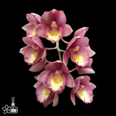 Clo. Amazing Grace 奇異恩典