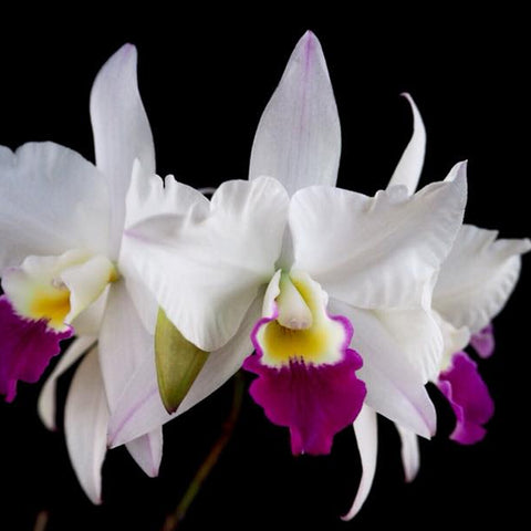 Lcr. Village Chief Parfum 'Glamour Lady' 贵夫人