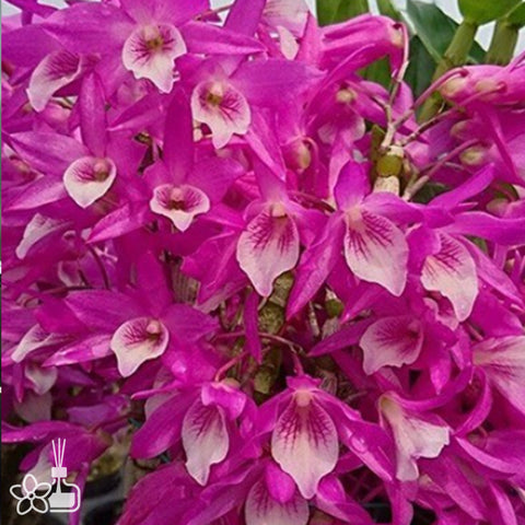 法爾。 speciosa "Mauve" 罩花蝴蝶“芋頭色”