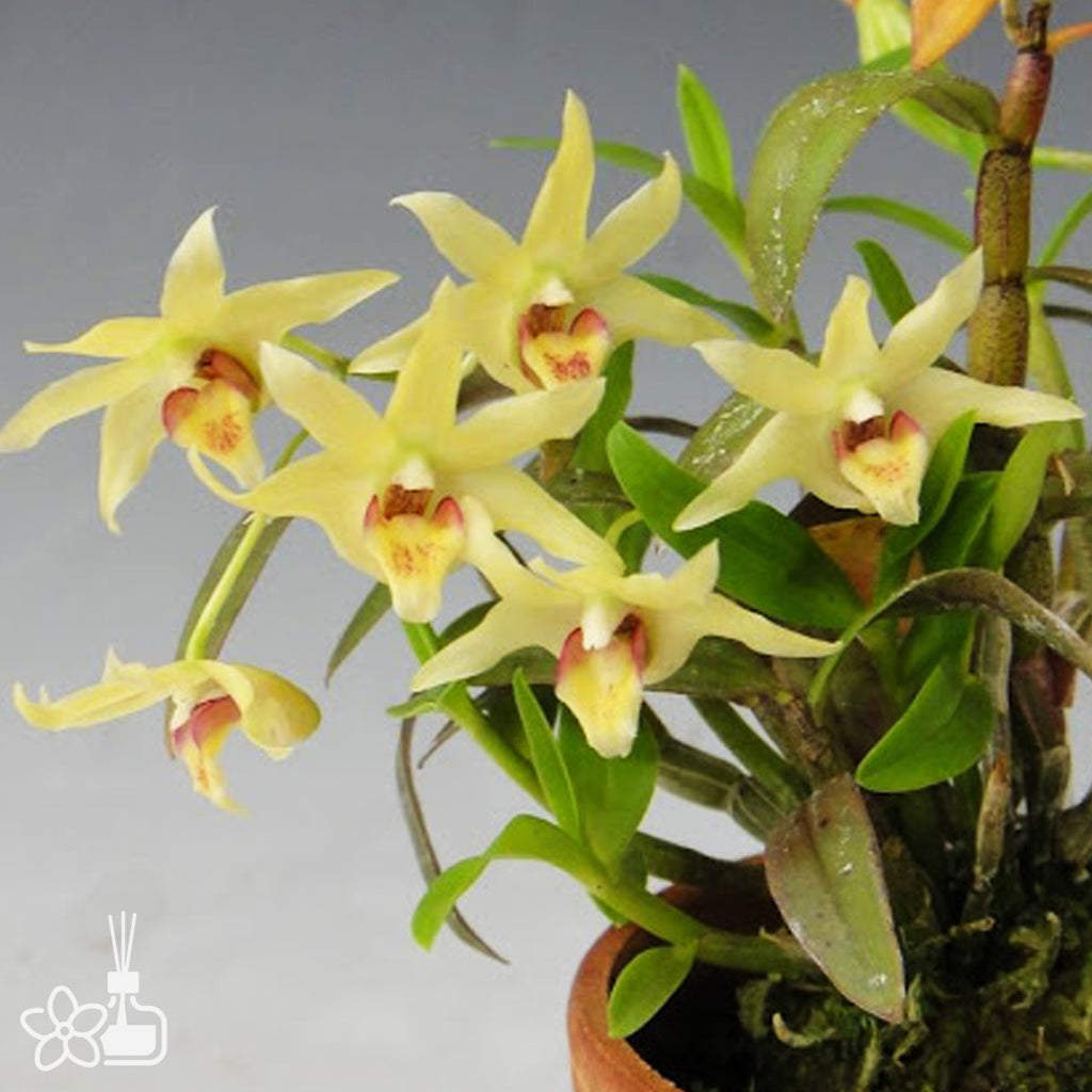 Dendrobium officinale 鐵皮石斛