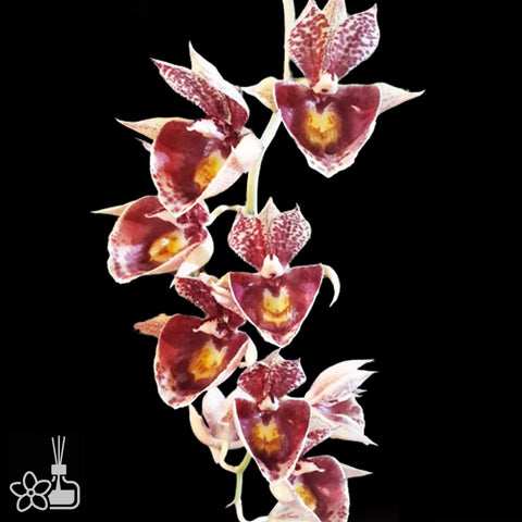 Clo. Raymond Lerner x Ctsm. pileatum 莱纳帽子