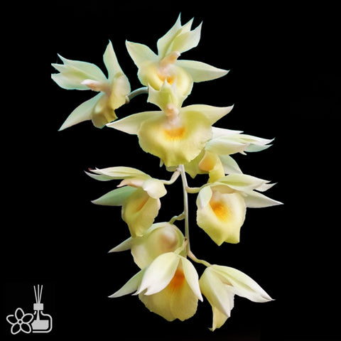 Clo. Raymond Lerner x Ctsm. pileatum 'Oro Verde' 莱纳綠金