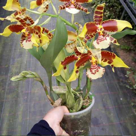 Rossioglossum williamsianum 文心蘭大黄蜂