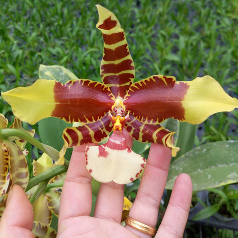 Rossioglossum williamsianum 文心蘭大黄蜂