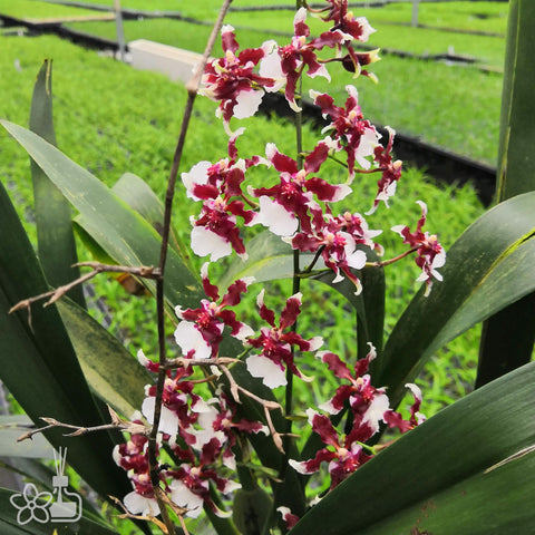 Oncidium Heaven Scent 浓香巧克力