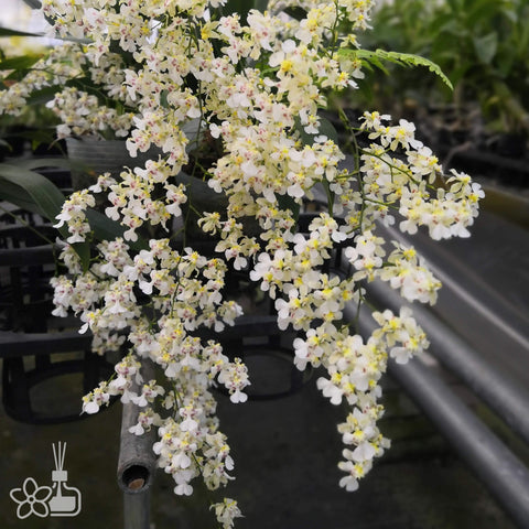 Onc.Twinkle "Fragrant Baby" 小蜜蜂