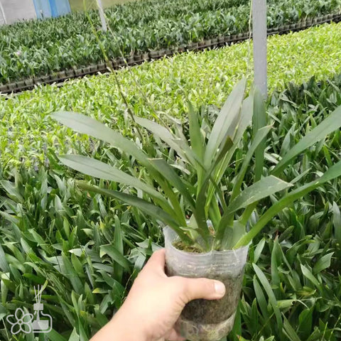 Onc.Twinkle "Fragrant Baby" 小蜜蜂