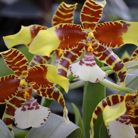 Rossioglossum williamsianum 文心蘭大黄蜂
