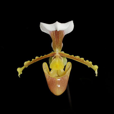 Paphiopedilum barbigerum xsib 小葉兜蘭園藝種