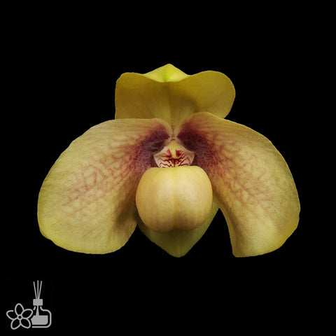 Paph. hangianum xsib 綠葉番薯兜蘭園藝種