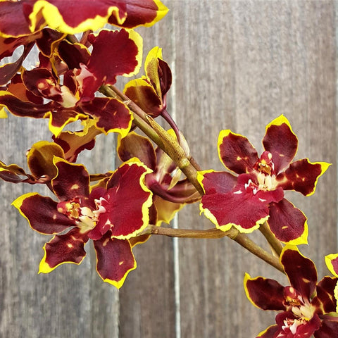 Odontocidium Wildcat 'Cherry Tomato' 文心蘭櫻桃番茄
