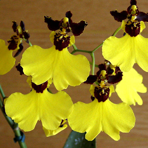 Oncidium Moonshadow 'Tiger Tail' 文心蘭老虎尾