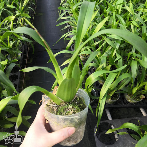 Oncidium Space Race 文心蘭三色香水