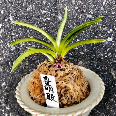 V. falcata houmeiden