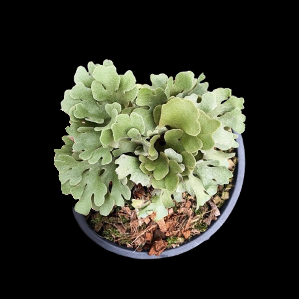 ビカクシダ P.ridleyi dwarf silver Need advice growing P ridleyi dwarf silver… : r/Staghornfern