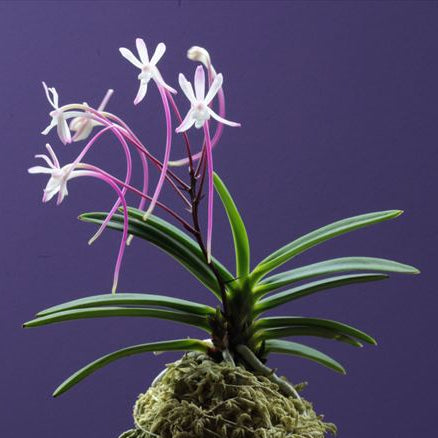 V. falcata oiran
