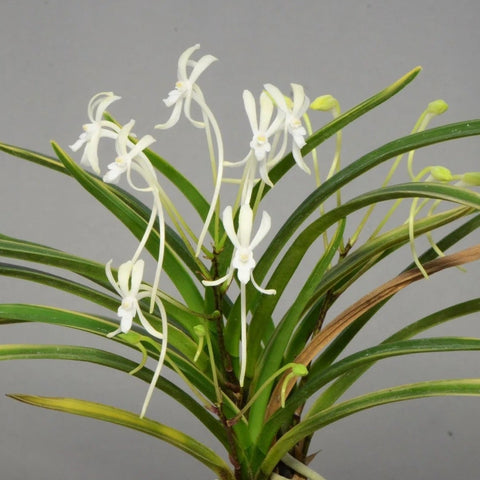 V. falcata ooyashima
