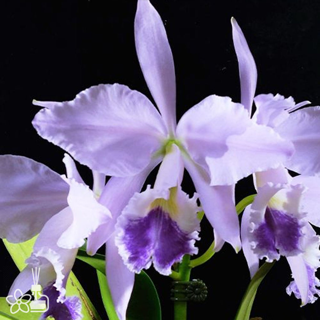 phal03_1024x.jpg?v=1727967597