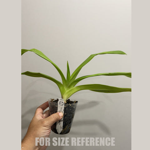 書房。 cucumerinum × sib 苦瓜石斛