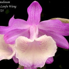 Den. primulinum - square crop