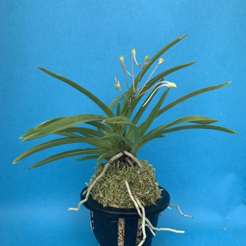 V. falcata seiryonishiki