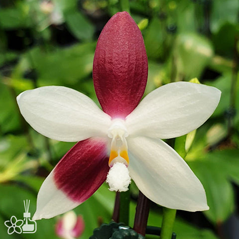 法爾。 tetraspis C2 盾花C2分生苗