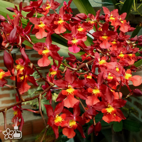 Oncidium Nova 'Red Cherry' 紅櫻桃